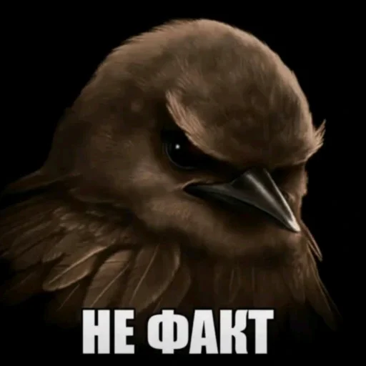 🫤 Стикер «вряд ли птички» для Telegram