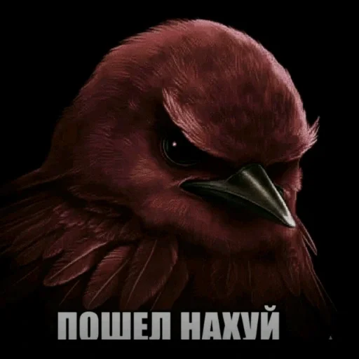 🫤 Стикер «вряд ли птички» для Telegram