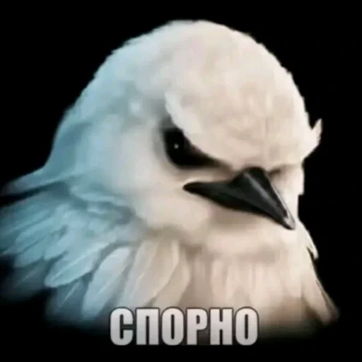 🫤 Стикер «вряд ли птички» для Telegram