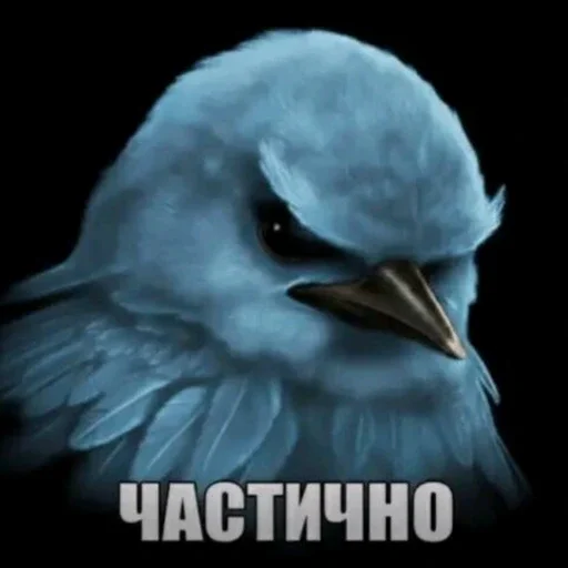 🫤 Стикер «вряд ли птички» для Telegram