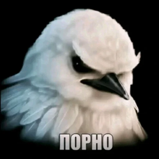 🫤 Стикер «вряд ли птички» для Telegram
