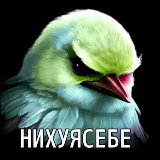 🫤 Стикер «вряд ли птички» для Telegram