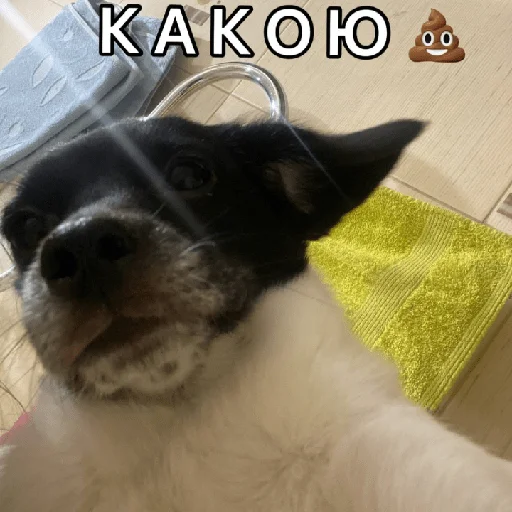 💩 Стикер «Timidi_Kopchik» для Telegram