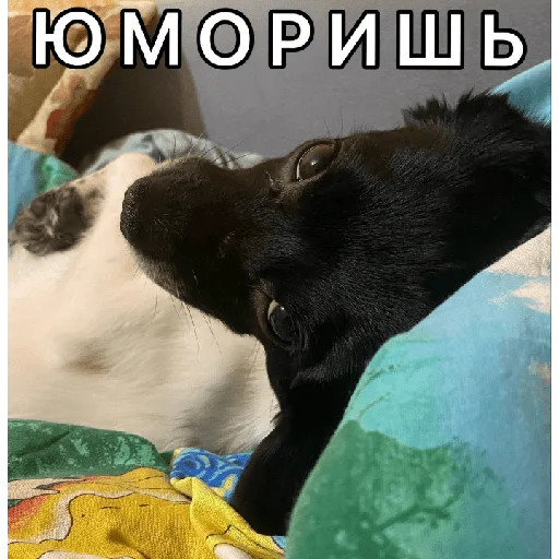 🤨 Стикер «Timidi_Kopchik» для Telegram