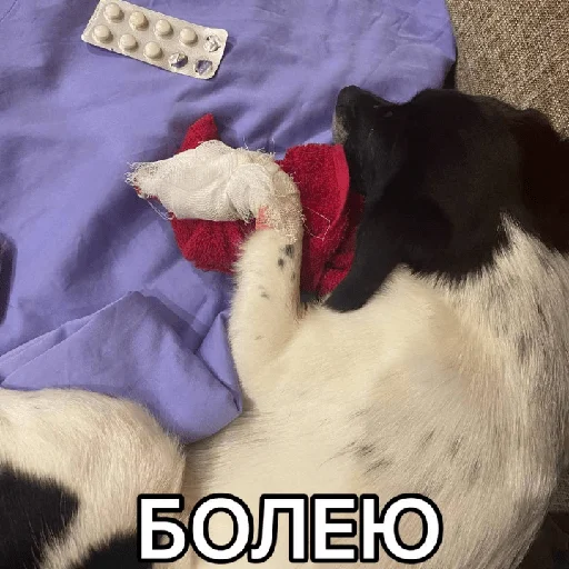 🤒 Стикер «Timidi_Kopchik» для Telegram