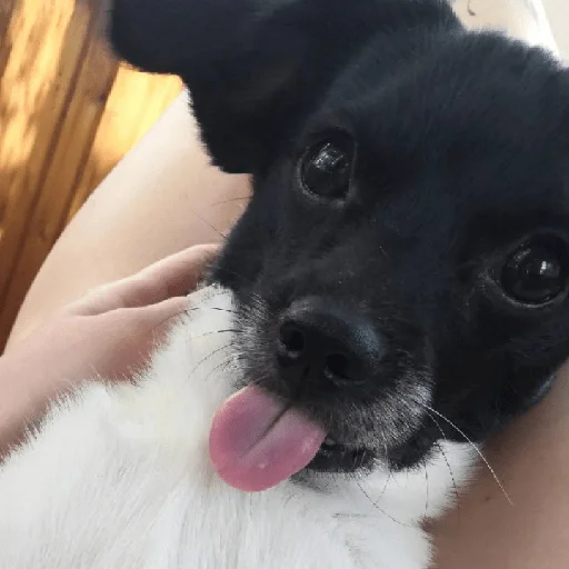 😝 Стикер «Timidi_Kopchik» для Telegram