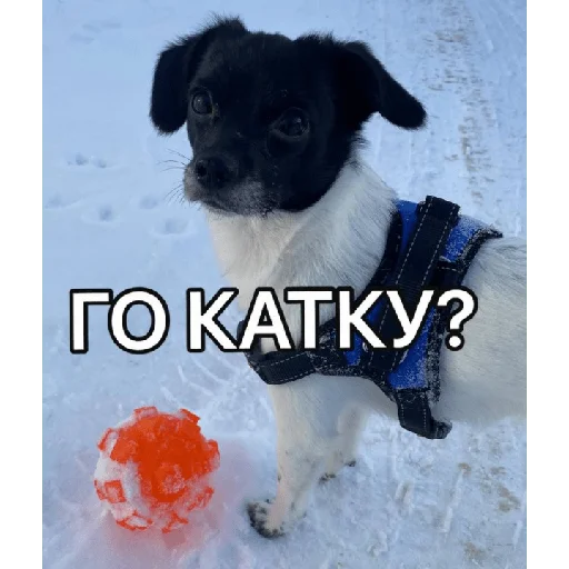 🎮 Стикер «Timidi_Kopchik» для Telegram