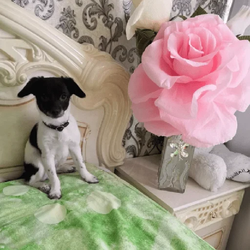 🌷 Стикер «Timidi_Kopchik» для Telegram