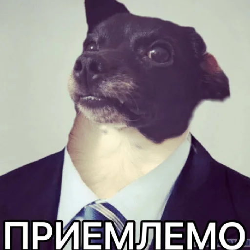 👍 Стикер «Timidi_Kopchik» для Telegram