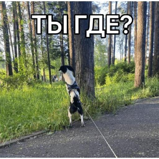 🔎 Стикер «Timidi_Kopchik» для Telegram