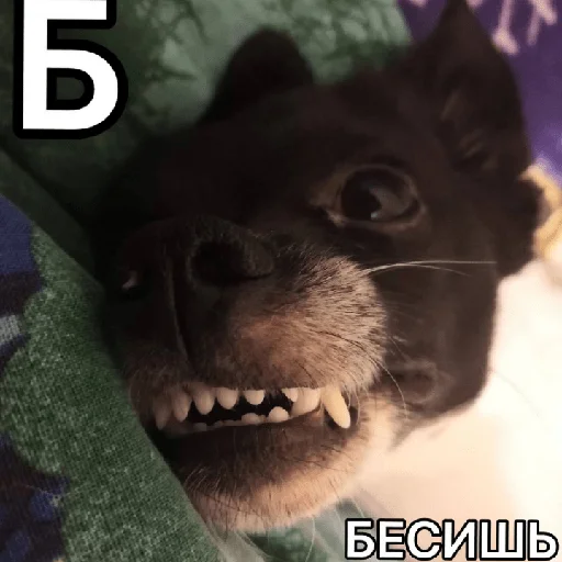 😠 Стикер «Timidi_Kopchik» для Telegram