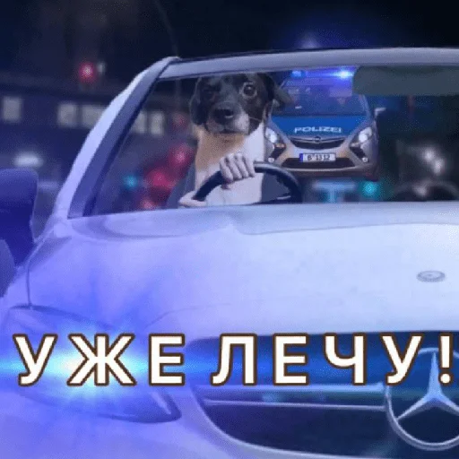 🚗 Стикер «Timidi_Kopchik» для Telegram