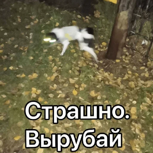 😨 Стикер «Timidi_Kopchik» для Telegram