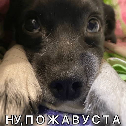 🥺 Стикер «Timidi_Kopchik» для Telegram