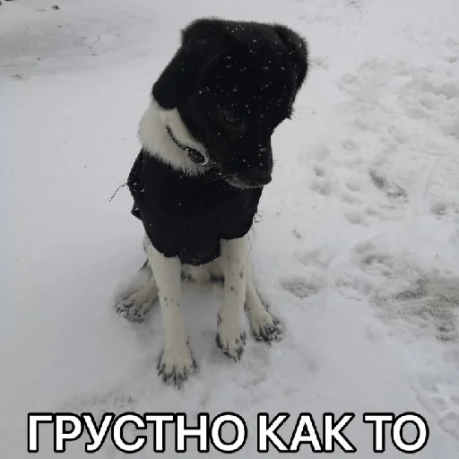 😢 Стикер «Timidi_Kopchik» для Telegram