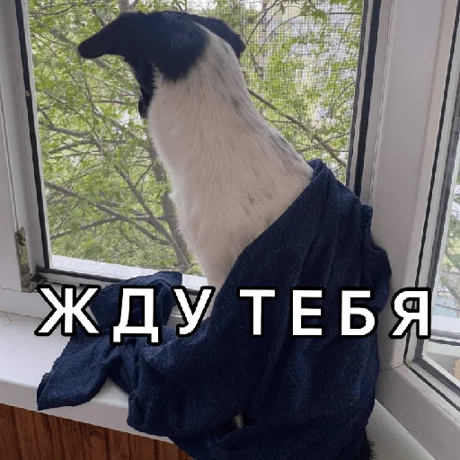 ⏰ Стикер «Timidi_Kopchik» для Telegram