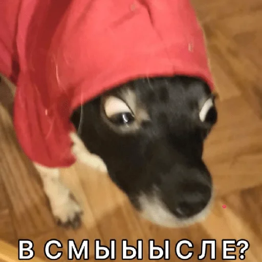 😳 Стикер «Timidi_Kopchik» для Telegram