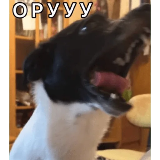 🤣 Стикер «Timidi_Kopchik» для Telegram