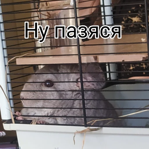 🥺 Стикер «Тимурка лучший» для Telegram