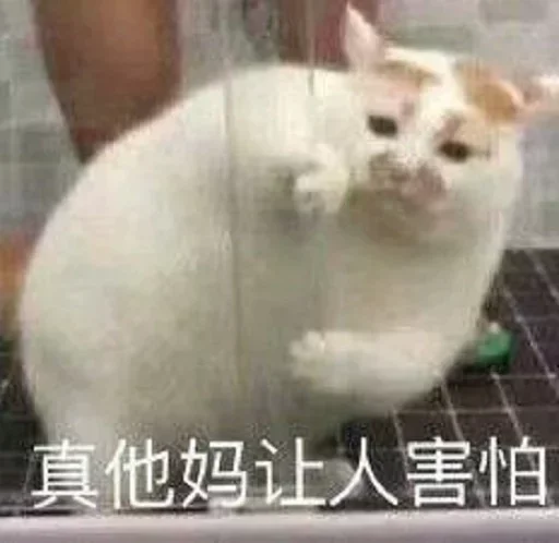 ❤️ Стикер «猫四的表情包» для Telegram