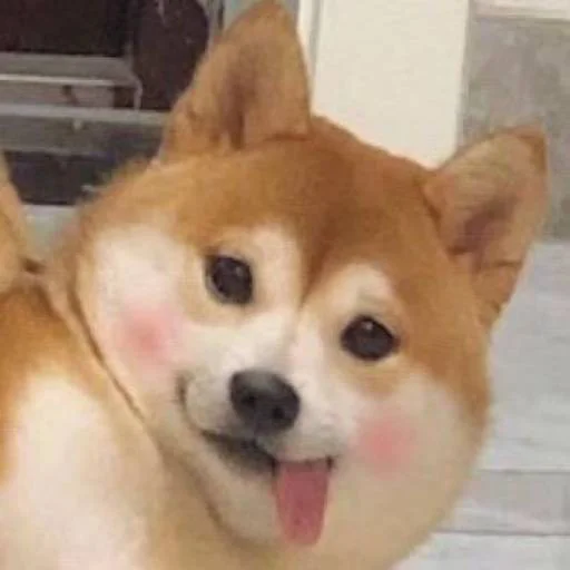 ❤️ Стикер «猫四的表情包» для Telegram