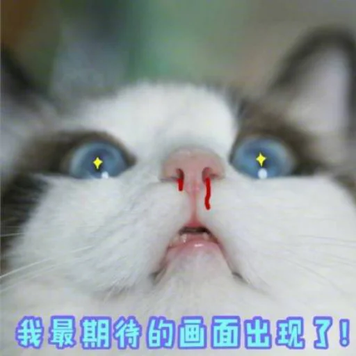 ❤️ Стикер «猫四的表情包» для Telegram
