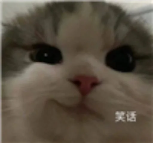 ❤️ Стикер «猫四的表情包» для Telegram