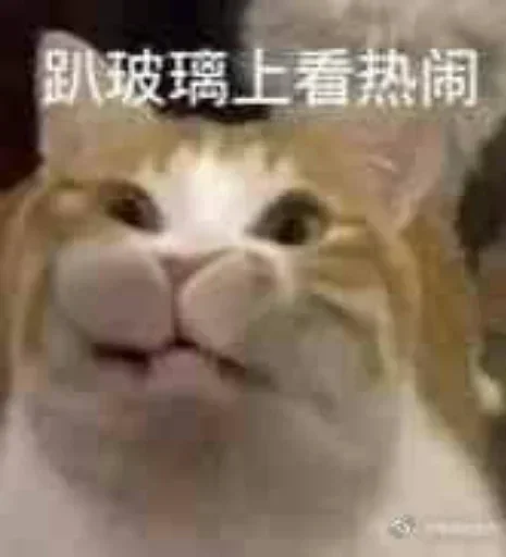 ❤️ Стикер «猫四的表情包» для Telegram