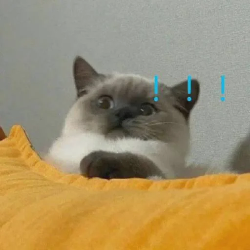 ❤️ Стикер «猫四的表情包» для Telegram