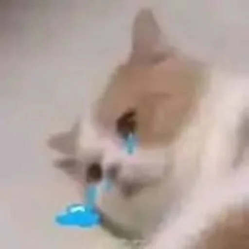 ❤️ Стикер «猫四的表情包» для Telegram