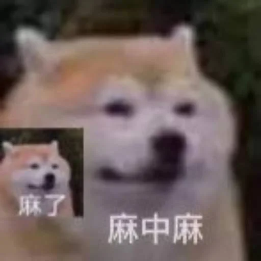 ❤️ Стикер «猫四的表情包» для Telegram