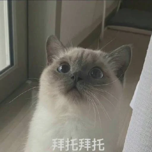 ❤️ Стикер «猫四的表情包» для Telegram