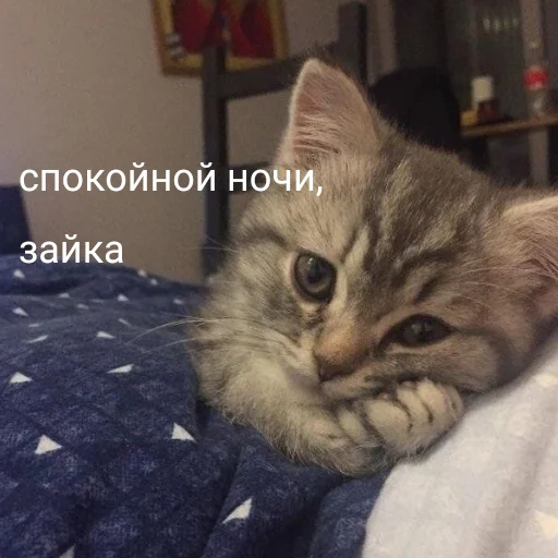 😽 Стикер «ti yebok» для Telegram