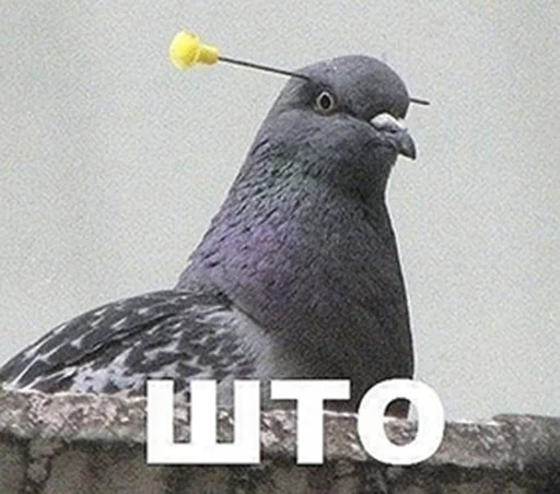 🐦 Стикер «Tlenota» для Telegram