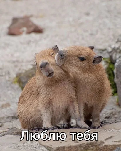 ❤️ Стикер «капибарка» для Telegram