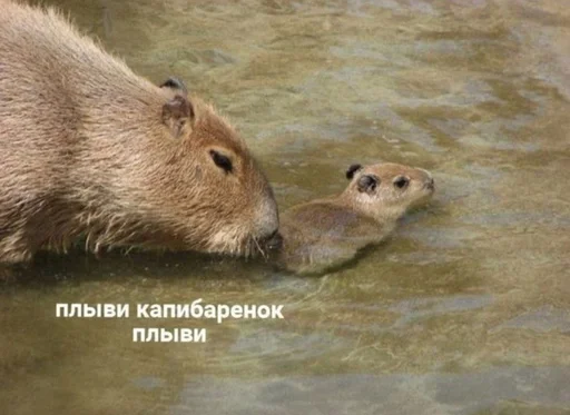 😢 Стикер «капибарка» для Telegram