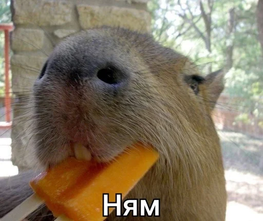 😋 Стикер «капибарка» для Telegram