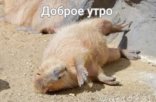 😴 Стикер «капибарка» для Telegram