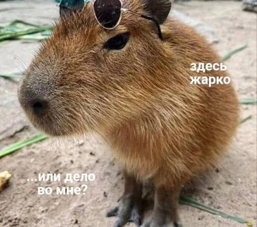 🥵 Стикер «капибарка» для Telegram