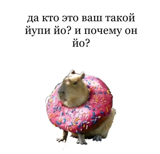 🤨 Стикер «капибарка» для Telegram