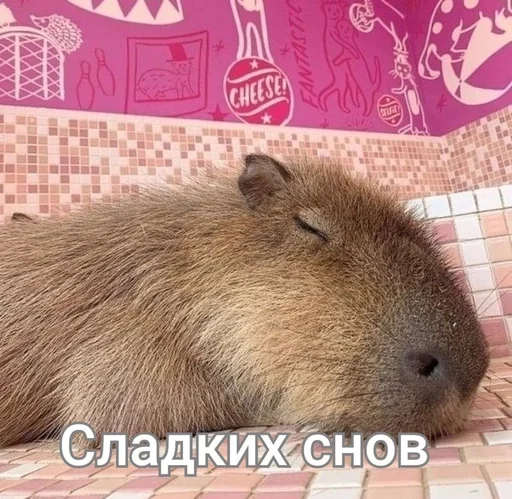 😴 Стикер «капибарка» для Telegram