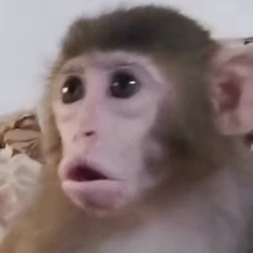 🌟 Стикер «Monkeys» для Telegram