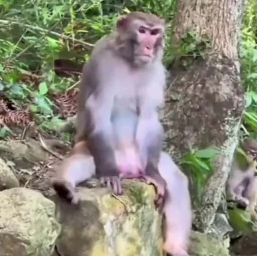 🌟 Стикер «Monkeys» для Telegram