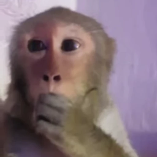 🌟 Стикер «Monkeys» для Telegram