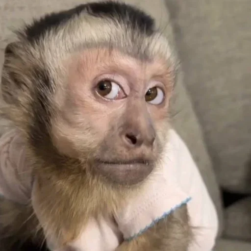 🌟 Стикер «Monkeys» для Telegram