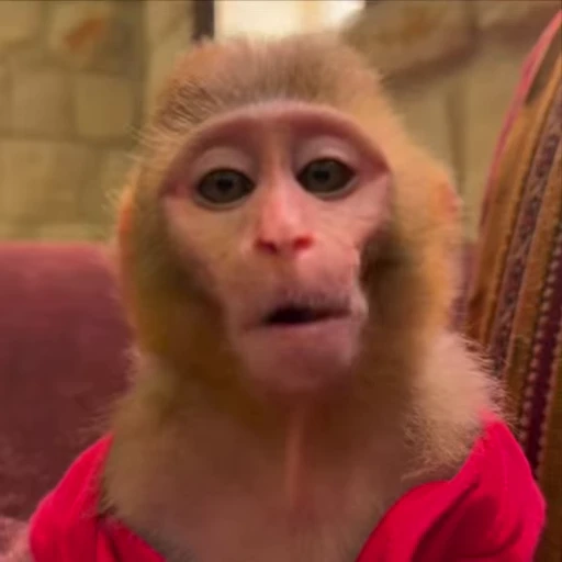 🌟 Стикер «Monkeys» для Telegram