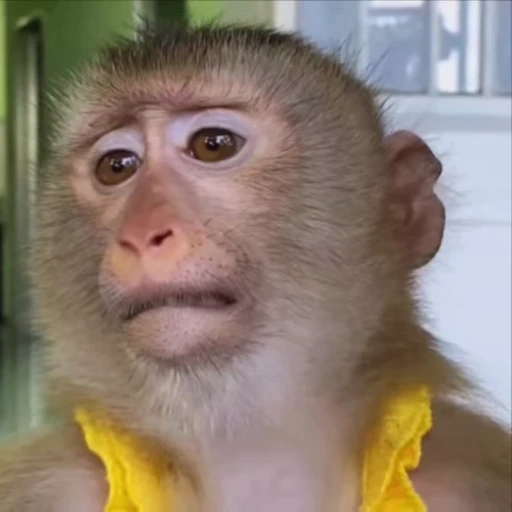 🌟 Стикер «Monkeys» для Telegram
