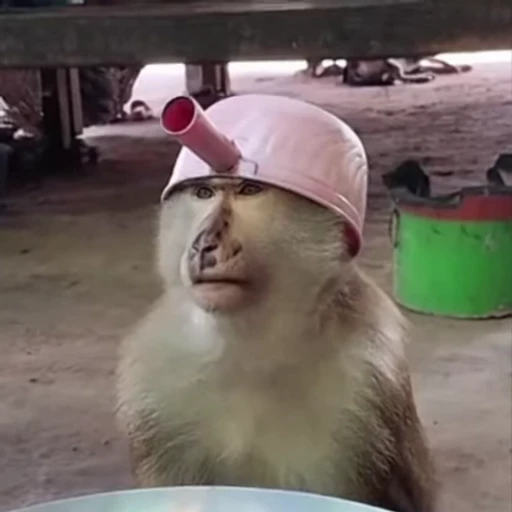 🌟 Стикер «Monkeys» для Telegram
