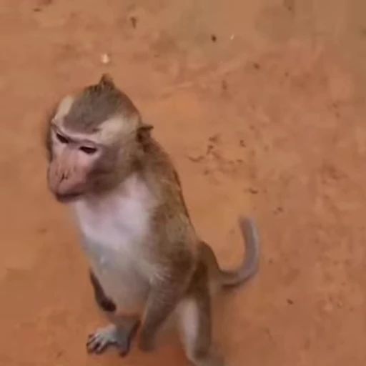 🌟 Стикер «Monkeys» для Telegram
