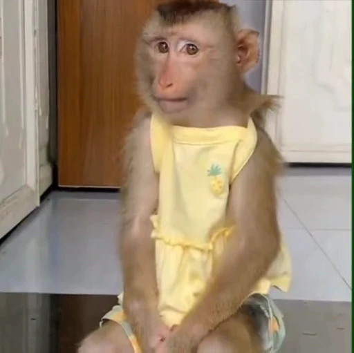 🌟 Стикер «Monkeys» для Telegram